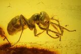 Fossil Moth fly (Psychodidiae) & Ant (Formicidae) In Baltic Amber #142235-2